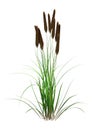 3D Rendering Bulrush Plant on White