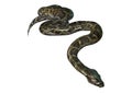 3D Rendering Burmese Python on White