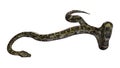 3D Rendering Burmese Python on White