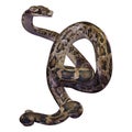 3D Rendering Burmese Python on White