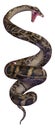 3D Rendering Burmese Python on White