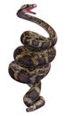 3D Rendering Burmese Python on White