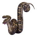 3D Rendering Burmese Python on White