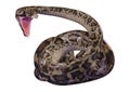 3D Rendering Burmese Python on White