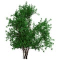 3D Rendering Bush Rosa Majalis on White