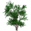 3D Rendering Bush Rosa Majalis on White