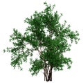 3D Rendering Bush Rosa Majalis on White