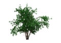 3D Rendering Bush Rosa Majalis on White