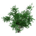 3D Rendering Bush Rosa Majalis on White