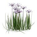 3D Rendering Butomus Umbellatus Flowers on White Royalty Free Stock Photo