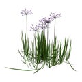 3D Rendering Butomus Umbellatus Flowers on White Royalty Free Stock Photo
