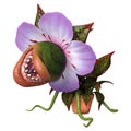 3D Rendering Carnivorous Plant on White