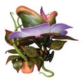 3D Rendering Carnivorous Plant on White