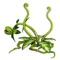 3D Rendering Carnivorous Plant on White