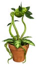 3D Rendering Carnivorous Plant on White