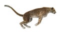 3D Rendering Cheetah on White Royalty Free Stock Photo