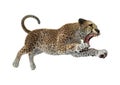 3D Rendering Cheetah on White Royalty Free Stock Photo