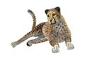 3D Rendering Cheetah on White Royalty Free Stock Photo