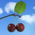 3d rendering of cherry and leaf with nice sky color