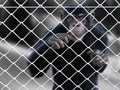 3D rendering of a chimpanzee trapped behind a fence