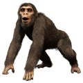 3D Rendering Chimpanzee on White Royalty Free Stock Photo