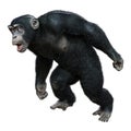 3D Rendering Chimpanzee on White Royalty Free Stock Photo