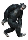 3D Rendering Chimpanzee on White Royalty Free Stock Photo