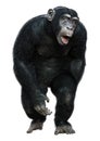 3D Rendering Chimpanzee on White Royalty Free Stock Photo