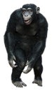 3D Rendering Chimpanzee on White Royalty Free Stock Photo