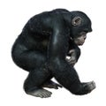 3D Rendering Chimpanzee on White Royalty Free Stock Photo