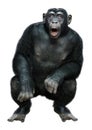 3D Rendering Chimpanzee on White Royalty Free Stock Photo