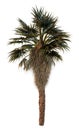 3D Rendering Chinese Fan Palm Tree on White Royalty Free Stock Photo