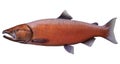 3D Rendering Chinook Salmon Fish on White Royalty Free Stock Photo