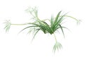3D Rendering Chlorophytum Plant on White Royalty Free Stock Photo
