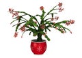 3D Rendering Christmas Cactus or Schlumbergera on White