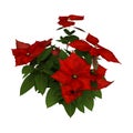 3D Rendering Christmas Poinsettia Plant on White Royalty Free Stock Photo