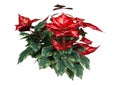 3D Rendering Christmas Poinsettia Plant on White Royalty Free Stock Photo