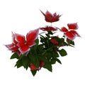 3D Rendering Christmas Poinsettia Plant on White Royalty Free Stock Photo