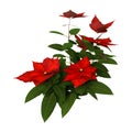 3D Rendering Christmas Poinsettia Plant on White Royalty Free Stock Photo