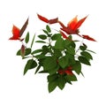 3D Rendering Christmas Poinsettia Plant on White Royalty Free Stock Photo