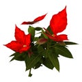 3D Rendering Christmas Star Plant on White Royalty Free Stock Photo