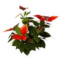 3D Rendering Christmas Star Plant on White Royalty Free Stock Photo