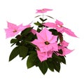 3D Rendering Christmas Star Plant on White Royalty Free Stock Photo