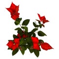 3D Rendering Christmas Star Plant on White Royalty Free Stock Photo