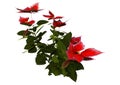 3D Rendering Christmas Star Plant on White Royalty Free Stock Photo