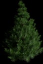 Green evergreen tree