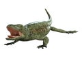 3D Rendering Chuckwalla on White