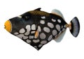 3D Rendering Clown triggerfish on White Royalty Free Stock Photo