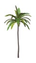 3D Rendering Coconut Tree On White
