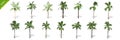 3D rendering - 14 in 1 collection of tall coconut trees isolated over a white background Royalty Free Stock Photo